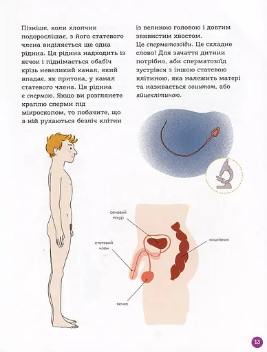 Енциклопедія статевого життя. 7-9 років - фото 7