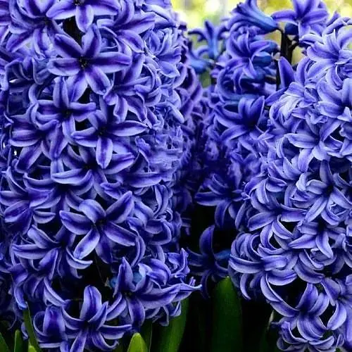 Гиацинт "Blue Jacket" (186352) 2 шт - фото 1