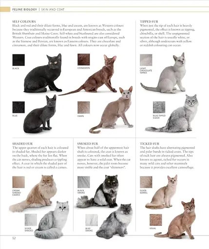 The Cat Encyclopedia - фото 4