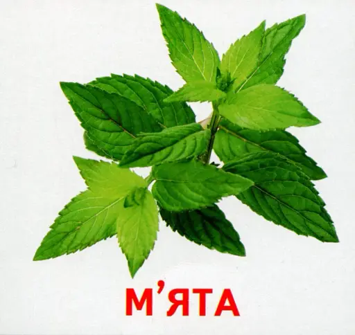 Рослини нашої планети. Роздавальні картки - фото 2