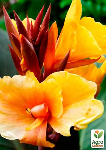 Канна "Louis Cottin" 1 шт (35489) - фото 2