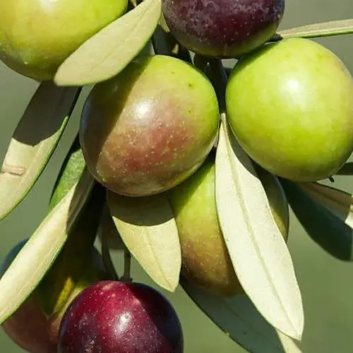 Оливковое дерево Agro-Market Picual вазон Р9 187079 1 саженец в упаковке комнатный - фото 1