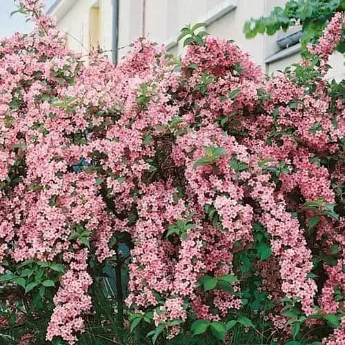 Вейгела на штамбе "Rosea" вазон С3 высота 150-170см (182745) 1 саженец - фото 1