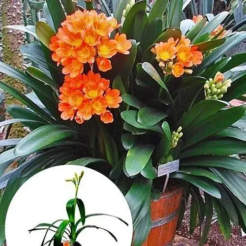 Кливия Agro-Market Clivia miniata" (вечнозеленое многолетнее комнатное растение) (122873) 1 саженец в упаковке комнатный Нидерланды - фото 3