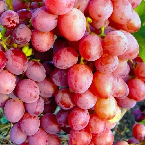 Виноград кишмиш Agro-Market Благодарность Полякам (укорененный саженец в контейнере) (187677) 1 саженец в упаковке - фото 1