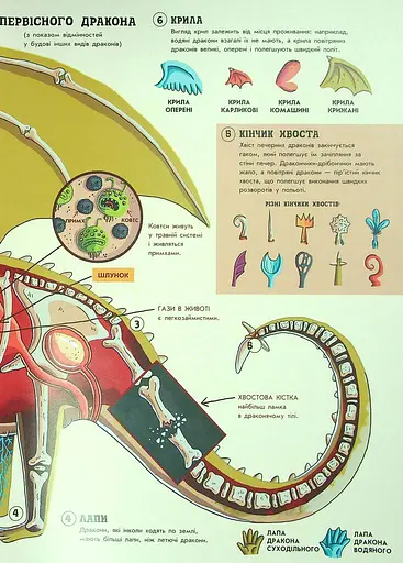 Факти та перекази : Факти та перекази про драконів - фото 3
