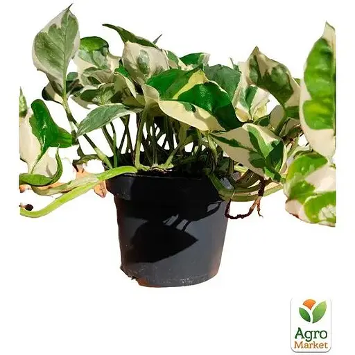 Эпипремнум Agro-Market Н-Джой 20-30 см (189013) 1 саженец в упаковке комнатный - фото 2