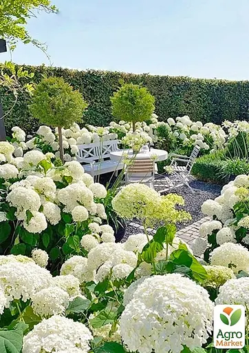 Гортензія 3-х літня деревоподібна "Annabelle" (61518) 1 саженец - фото 2