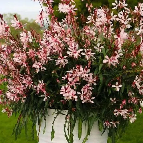 Гаура Ліндхеймера Gaudi "Medium Pink" (ефектний багаторічник) (189488) 1 саженец - фото 1