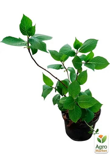 Гортензія крупнолистова 2-х річна "Red Baron" висота саджанця 20-40см (185072) 1 саженец - фото 5