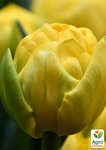 Тюльпан "Golden Jewel" (186236) 2 шт - фото 2