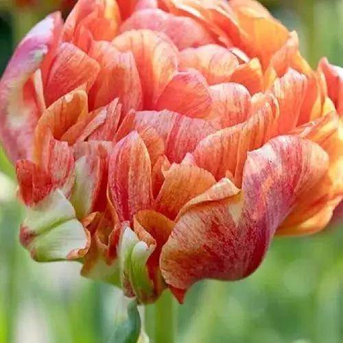 Тюльпан "Gudoshnik Double" (186238) 2 шт - фото 1