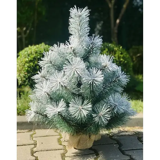 Сосна Hvoya Lux 70 см в мешковине заснеженная - фото 4