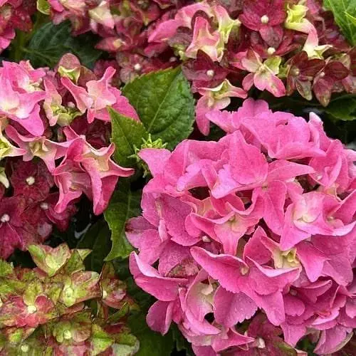 Гортензія крупнолиста 2-річна "RoCo-Lady Mata Hari Pink" висота саджанця 25-45см (186193) 1 саженец - фото 1