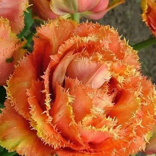 Тюльпан "Sensual Touch" (размер 10/11, большой) 2 шт (17120) - фото 1