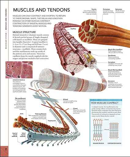 The Human Body Book - фото 4