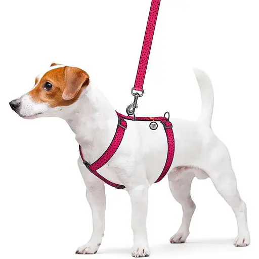 Шлея для собак Waudog Nylon анатомічна H-подібна з QR-паспортом, малюнок "Кавун", пластиковий фастекс, L - фото 3