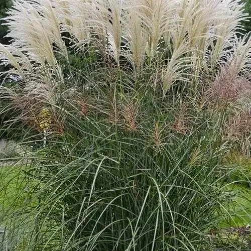 Міскантус китайський "Oligostachyus" (189634) 1 саженец - фото 1