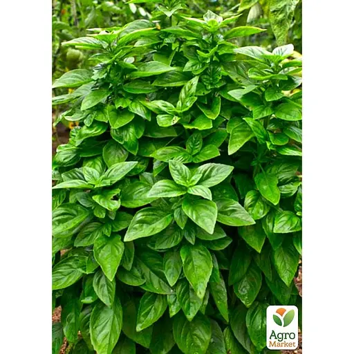 Базилик "Зеленый" (Зипер) ТМ "Весна" 1,5г (11924) - фото 2