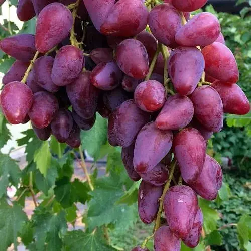 Виноград десертный Agro-Market Перечный Красный (укорененный саженец в контейнере) (187663) 1 саженец в упаковке - фото 1