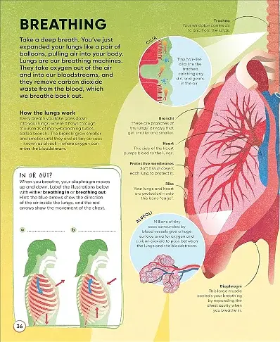Active Learning. Human Body - фото 5