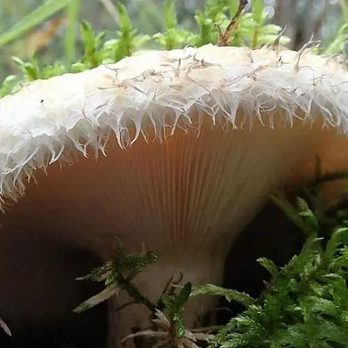 Сухий зерновий міцелій "Груздь справжній" 10г (45494) - фото 1