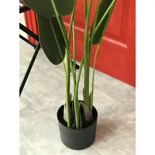 Стреліція Hvoya в горщику 130 см - фото 3
