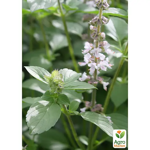 Базилик кустовой "Magic White" (кадковое растение, высокодекоративный куст) (184836) 1 саженец в упаковке - фото 2