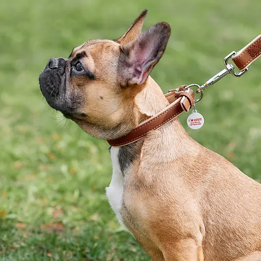 Нашийник для собак шкіряний Waudog Soft з QR-паспортом Ш 20 мм Д 30-39 см коричневий - фото 3