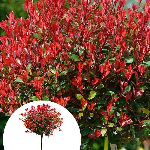 Фотинія фразера на штамбі "Little Red Robin" вазон С3 H45см (185101) 1 саженец - фото 3