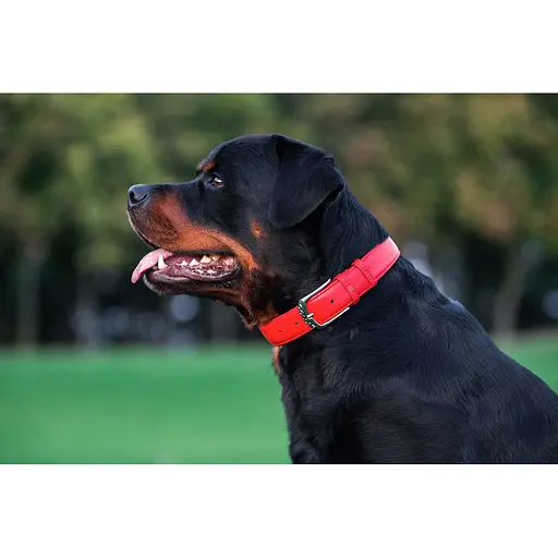 Ошейник для собак кожаный Waudog Glamour с QR-паспортом без украшений L Ш 25 мм Д 38-49 см красный - фото 7