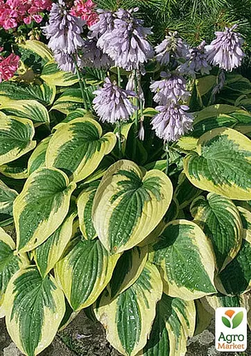 Хоста гібридна "Wide Brim" С3 (181340) 1 саженец - фото 2