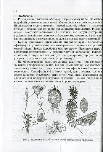 Лабораторні заняття з систематики рослин - фото 12