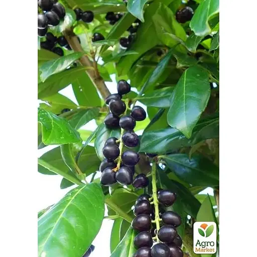 Лавровишня лекарственная на штамбе Agro-Market Novita С7.5 высота 100-110 см (182851) 1 саженец в упаковке - фото 1
