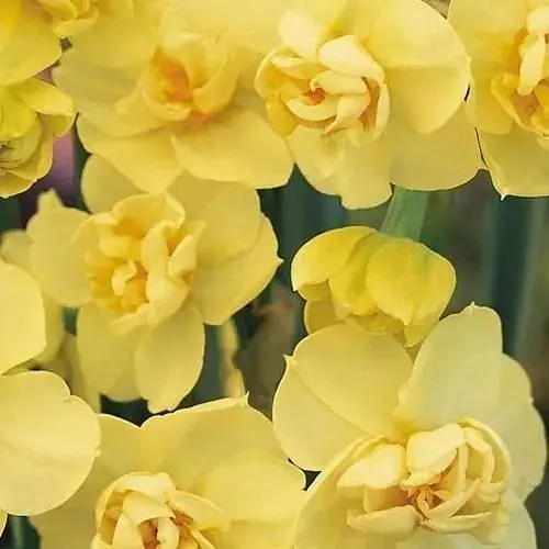 Нарцисс "Yellow Cheerfulness" 2 шт (17187) - фото 1