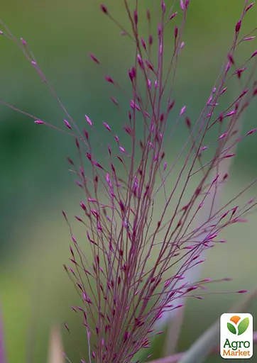 Ерагростіс рожевий "Purple Love" (183799) 1 саджанець - фото 2
