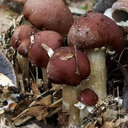 Сухий зерновий міцелій "Кільцевик" 100г (45576) - фото 1