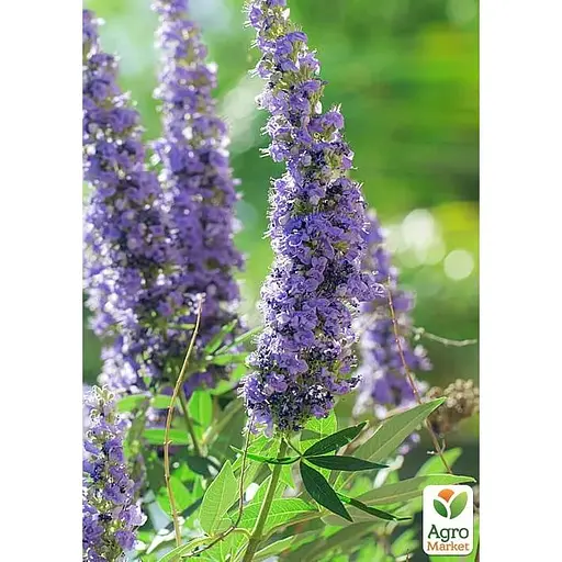 Вітекс священний (Авраамове дерево) Agro-Market С2 висота 60-80 см (189161) 1 саджанець в упаковці е - фото 1