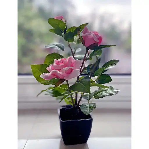 Троянда штучна Hvoya кущ в горщику 29 см рожева - фото 2