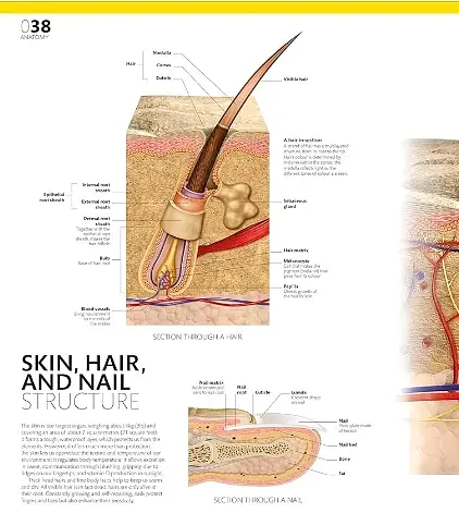 The Definitive Visual Guide: Complete Human Body - фото 5