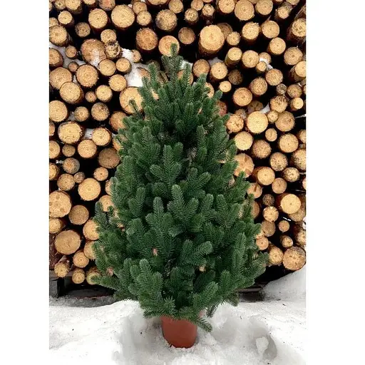 Ялинка Hvoya Traditional лита в горщику 90 см зелена новинка - фото 2