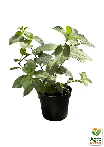 Гортензія волотиста 2-річна "Living-Cotton Cream" висота саджанця 20-30см (186199) 1 саженец - фото 2