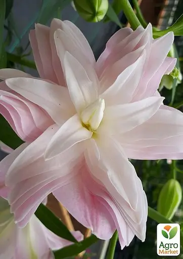 Лілія Махрова "Lotus Breeze" (61622) 1 шт - фото 2