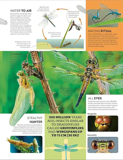 Eyewitness Encyclopedia of Animals - фото 3