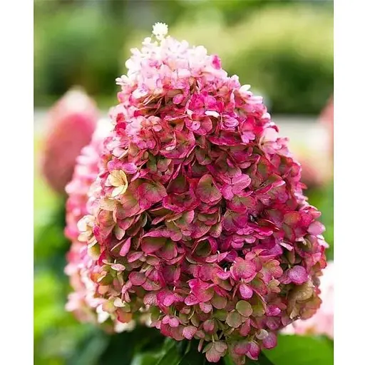 Гортензія волотиста 2-річна "Living-Pinky Promise" висота саджанця 20-30см (186198) 1 саженец - фото 1