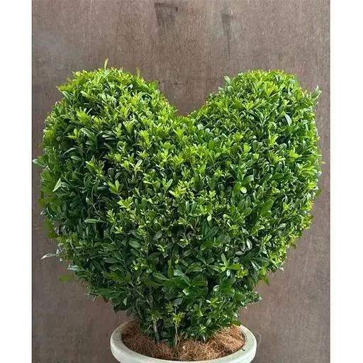 Самшит вечнозеленый формованный "Сердце" (189765) 1 саженец - фото 1