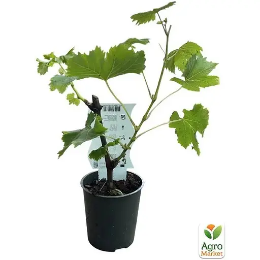 LMTD Виноград ранний Agro-Market Vroege van der Laan (сортовой, укорененный) (185701) 1 саженец в упаковке Нидерланды - фото 3