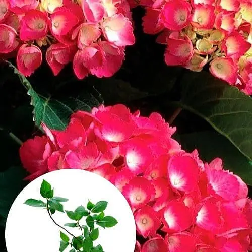 Гортензія крупнолистова 2-х річна "Red Baron" висота саджанця 20-40см (185072) 1 саженец - фото 3