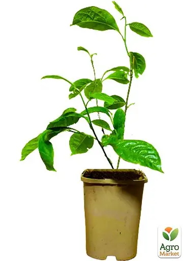 Магнолія 3-х річна стеллата "Rosea" (висота 40-50см) (60451) 1 саженец - фото 4