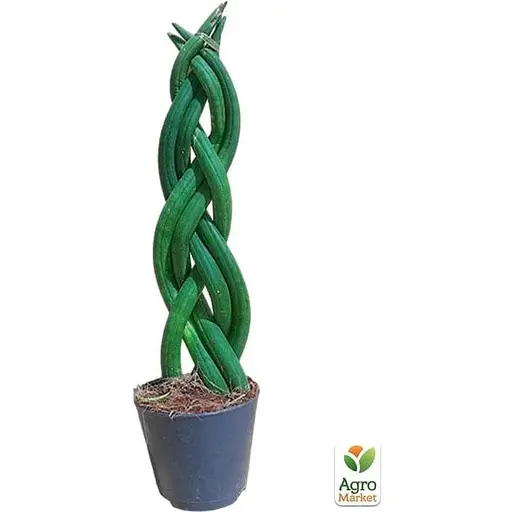 LMTD Сансевиерия КОСА Agro-Market Сylindrica 25-35см (181114) 1 саженец в упаковке  - фото 2